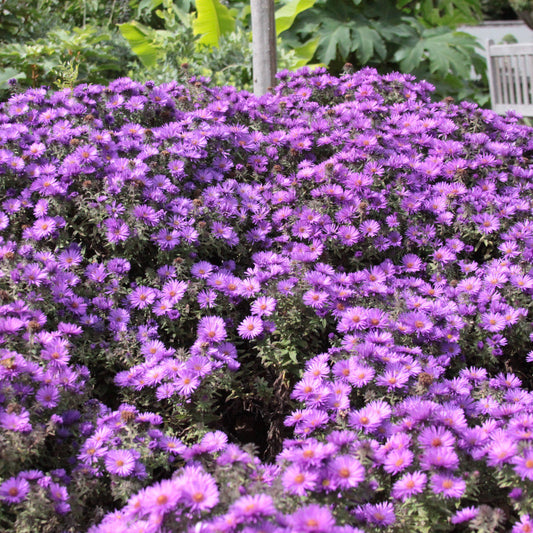 Aster nov-ang. - Purple Dome New England Aster