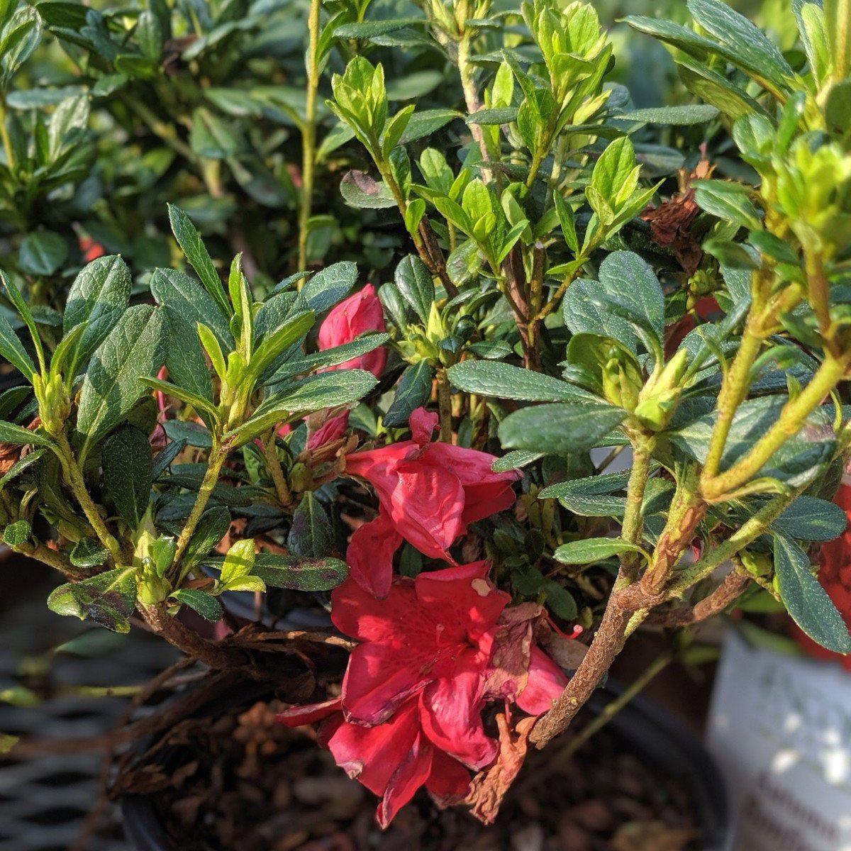 Encore® Autumn Bonfire™ Azalea