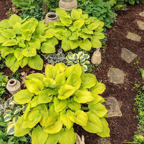 Hosta - PW® Shadowland® Coast To Coast Hosta