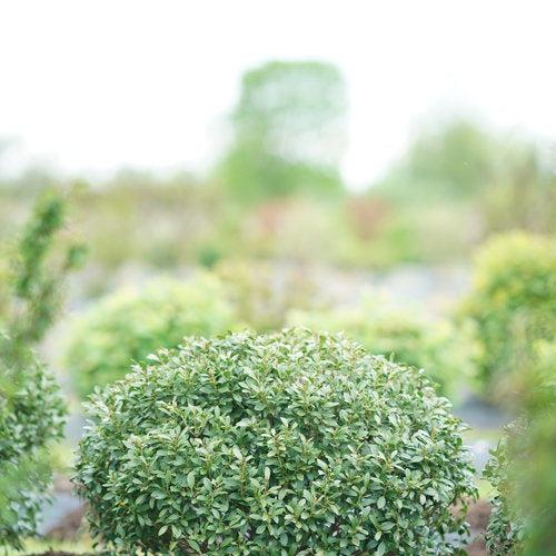 Ilex glabra - Strongbox® Inkberry Holly
