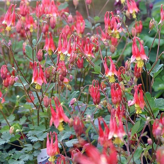 Aquilegia canadensis - Little Lanterns Columbine