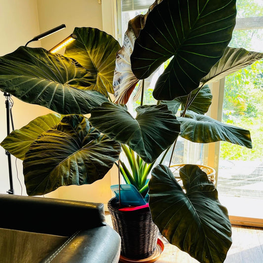 Alocasia - Regal Shield Alocasia