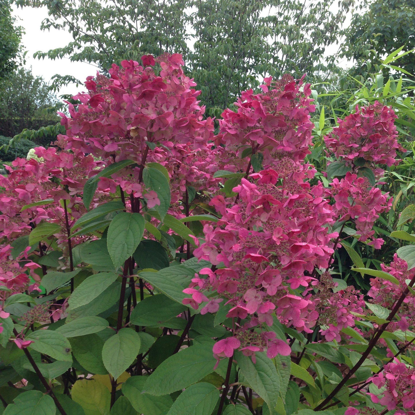 Hydrangea paniculata - Fire Light® Hardy Hydrangea