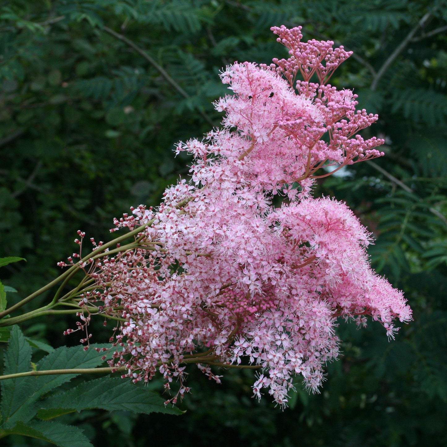 Filipendula rubra - Venusta Queen of the Prairie