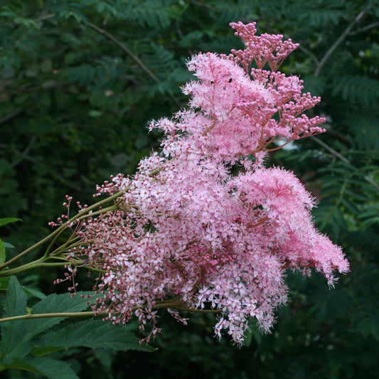 Filipendula rubra - Venusta Queen of the Prairie