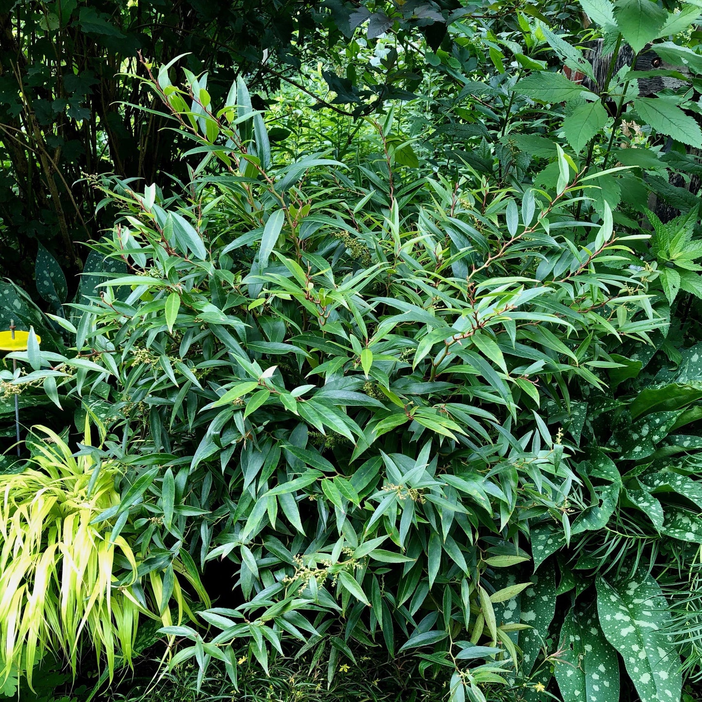 Leucothoe fontanesiana - ReJoyce Leucothoe