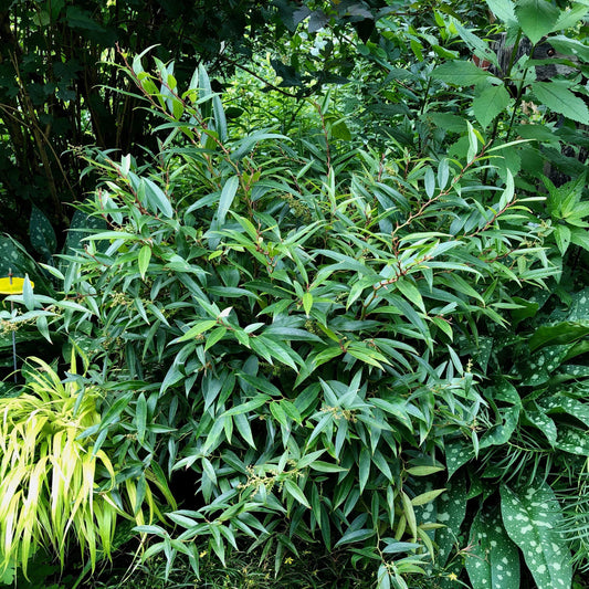 Leucothoe fontanesiana - ReJoyce Leucothoe