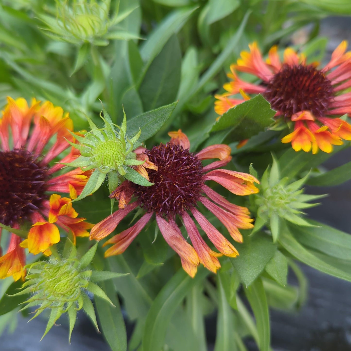 Gaillardia - Spintop™ Copper Sun Blanket Flower