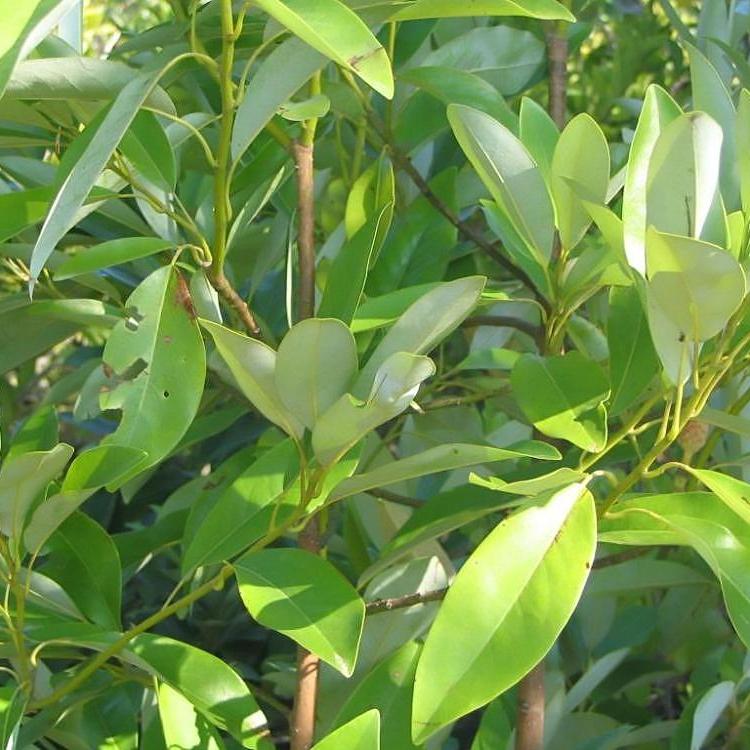 Moonglow® Sweet Bay Magnolia