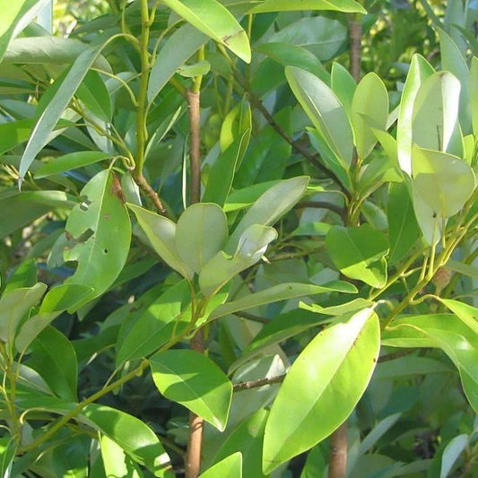 Moonglow® Sweet Bay Magnolia