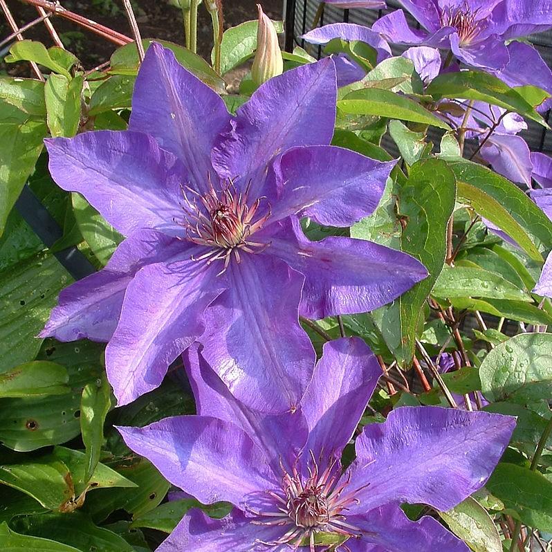Clematis - The President Clematis