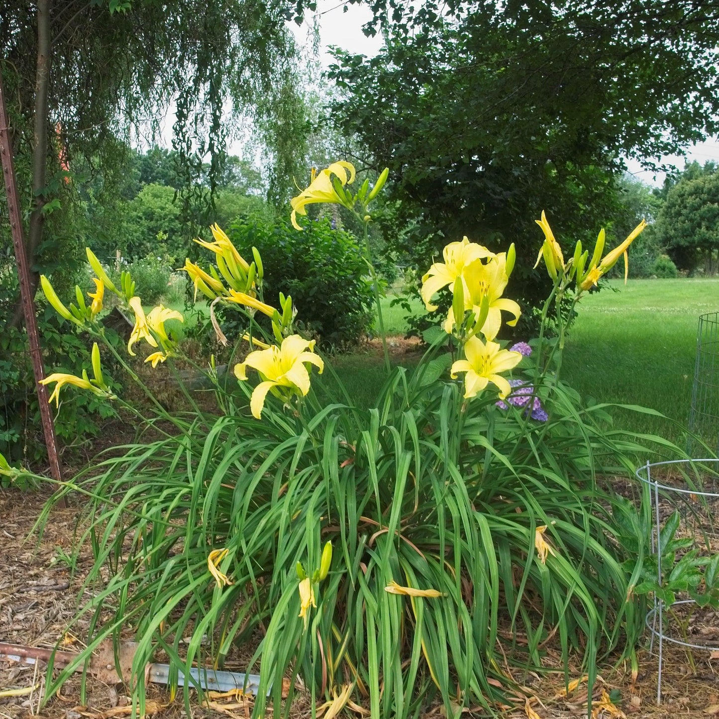 Hemerocallis - Hyperion Daylily