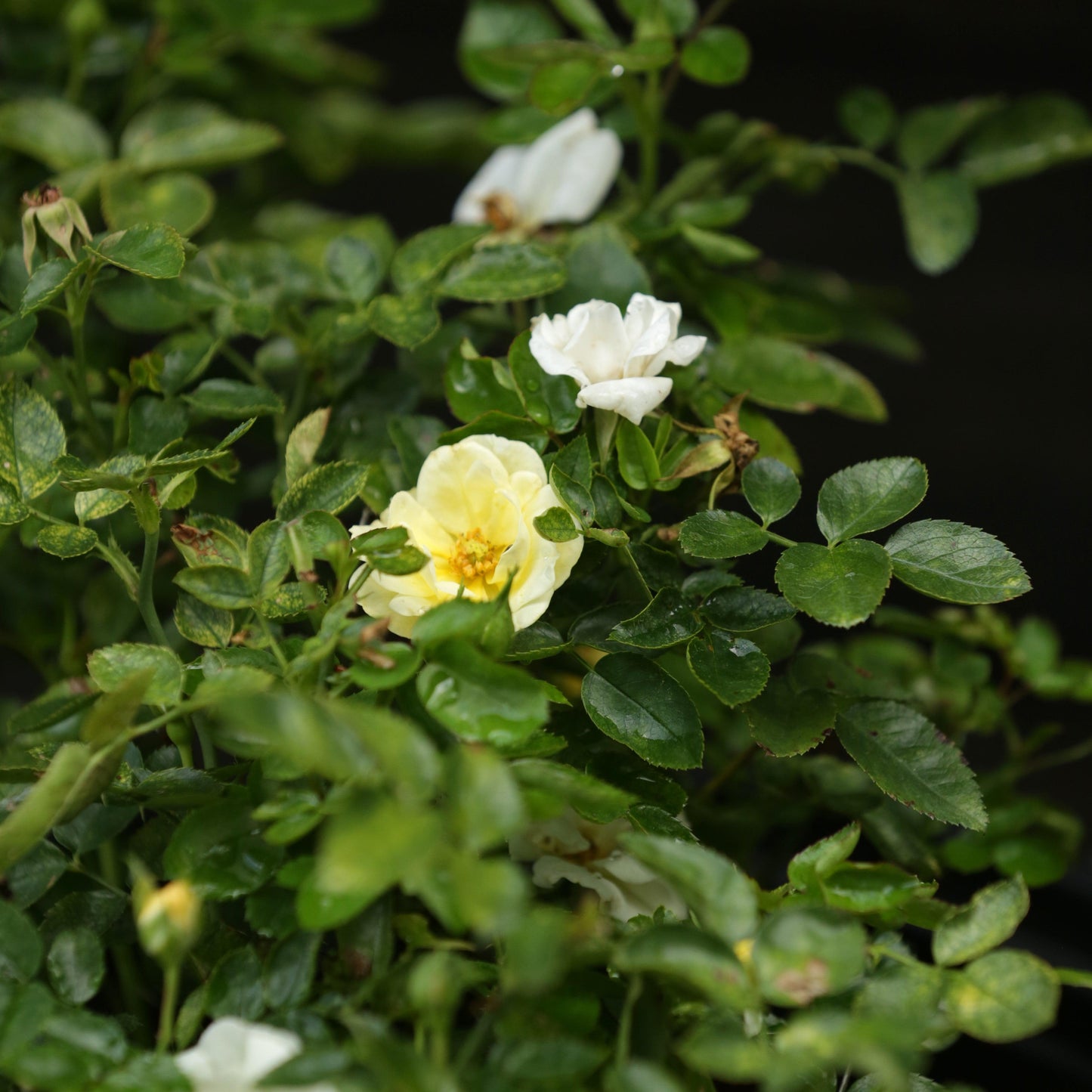Rosa - Popcorn Drift® Rose