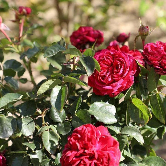 Rosa - True Endearment Rose