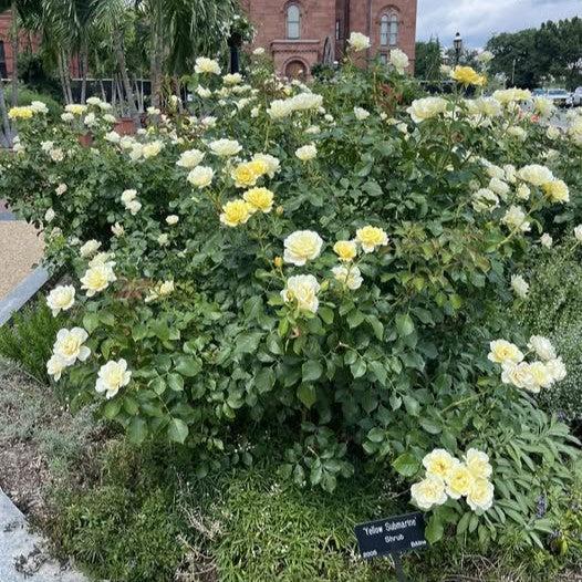 Rosa - Easy Elegance® Yellow Submarine Rose