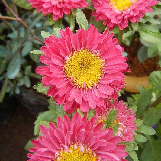 Aster novae-angliae '~ Kickin® Carmine Red New England Aster