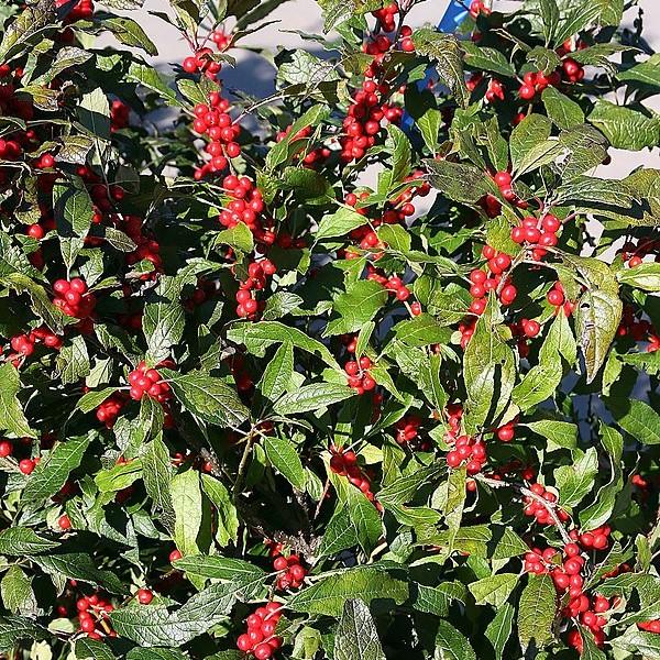 Ilex verticillata  - Winter Red Winterberry