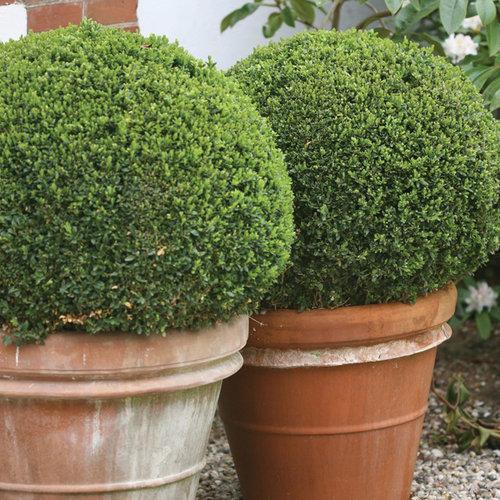 Buxus microphylla - Sprinter® Boxwood