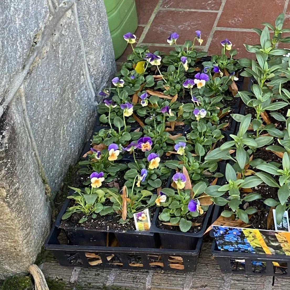 Viola cornuta - Penny™ Peach Jump-Up Viola