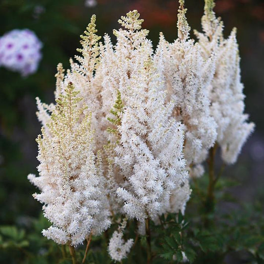 Astilbe chinensis - You And Me Together Astilbe