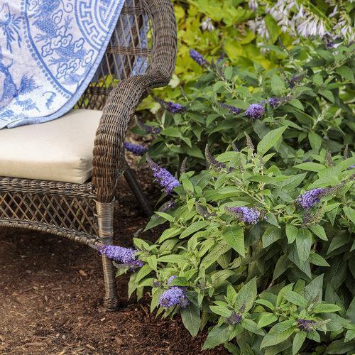 Buddleia davidii - Pugster Blue® Dwarf Butterfly Bush