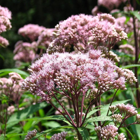 Eupatorium maculatum  - Spotted Joe Pye Weed
