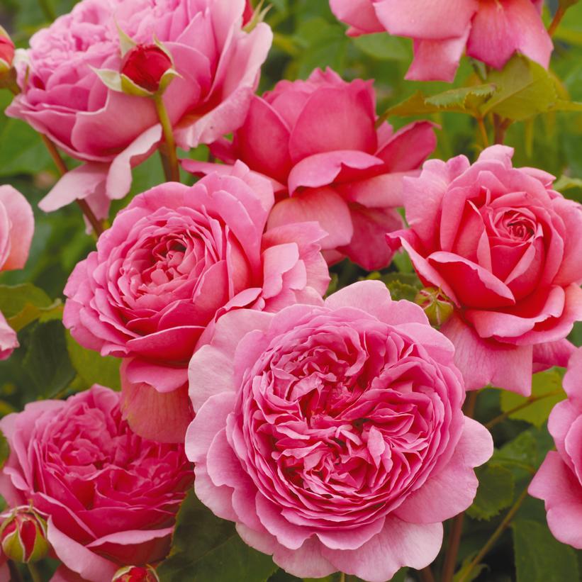 Rosa - Princess Alexandra of Kent Rose