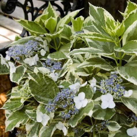 Hydrangea macrophylla - First Editions® Light-O-Day® Hydrangea