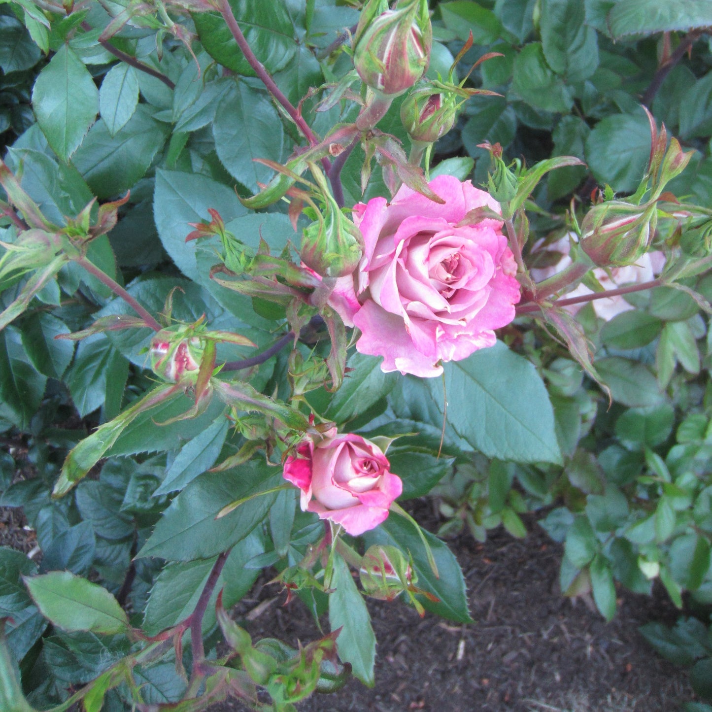 Rosa - Pinkerbelle™ Rose