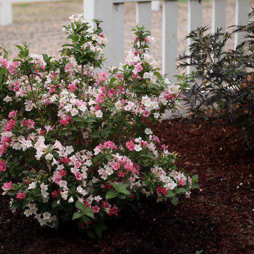 Weigela florida - Czechmark Trilogy® Weigela
