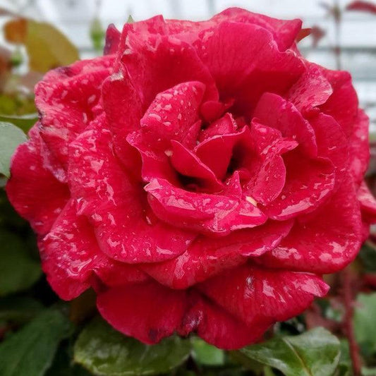 Rosa - Mister Lincoln Rose