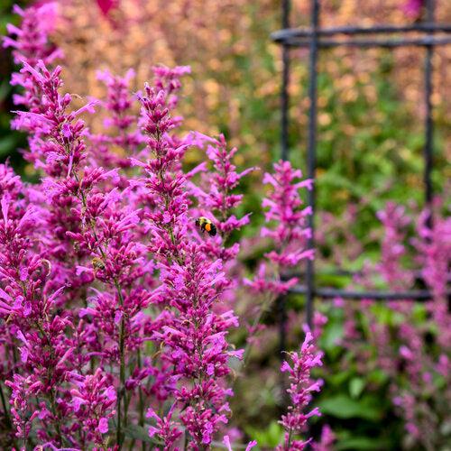Agastache - Meant to Bee® Royal Raspberry Agastache