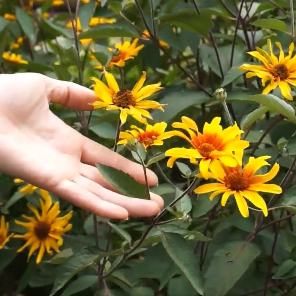 Heliopsis helianthoides var. scabra - Burning Hearts False Sunflower