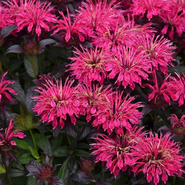 Monarda - Sugar Buzz® Berry Taffy Bee Balm