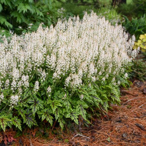 Tiarella - Cutting Edge Foamflower