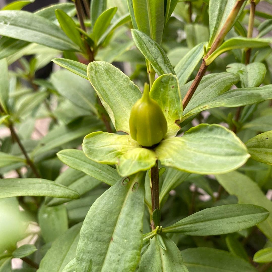 Hypericum frondosum - Sunburst St. John's Wort