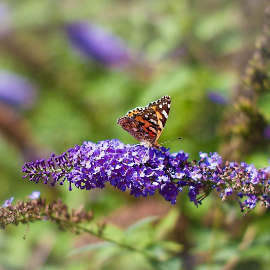Buddleja davidii - Nanho Blue Butterfly Bush
