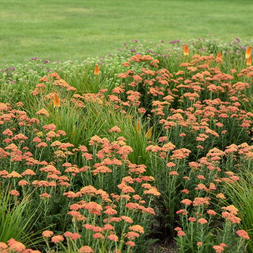 Achillea ’Firefly - PW® Firefly Peach Sky Yarrow