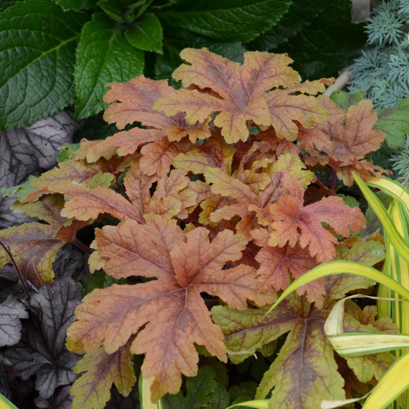 Heuchera - PW® Fun and Games® Hopscotch Coral Bells