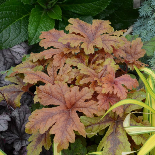 Heuchera - PW® Fun and Games® Hopscotch Coral Bells