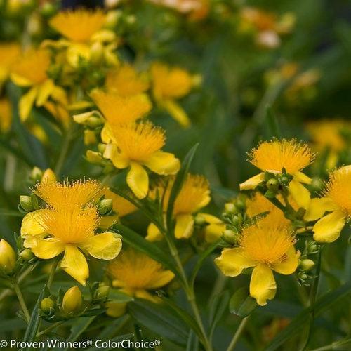 Hypericum kalmianum  - Sunny Boulevard® St. John's Wort