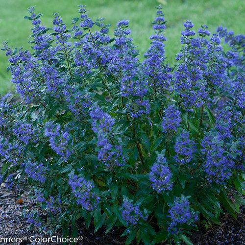 Caryopteris x clandonensis - Beyond Midnight® Bluebeard