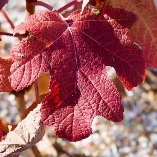 Hydrangea quercifolia - Munchkin Hydrangea
