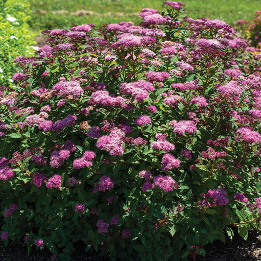Spiraea japonica - Empire® Ice Dragon™ Spiraea
