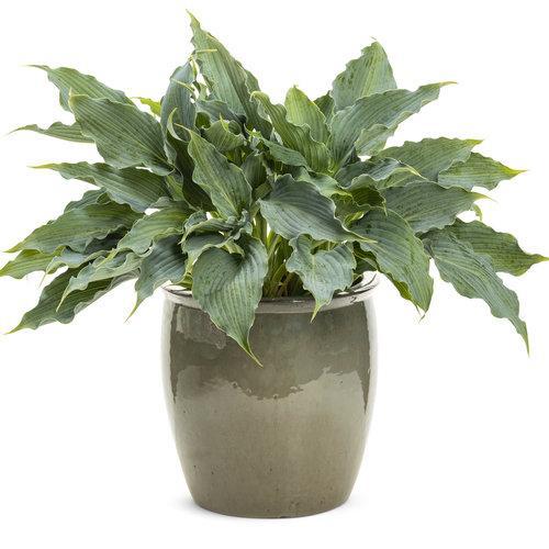 Hosta - PW® Shadowland® 'Waterslide' Hosta