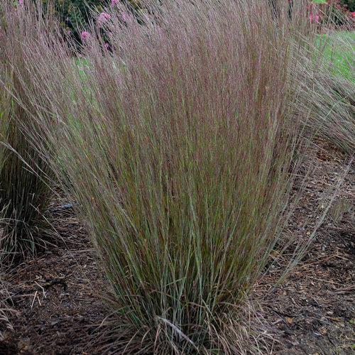 Schizachyrium scoparium - 'Blue Paradise' Little Bluestem