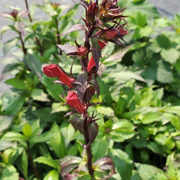 Lobelia x speciosa - Starship™ Scarlet Cardinal Flower