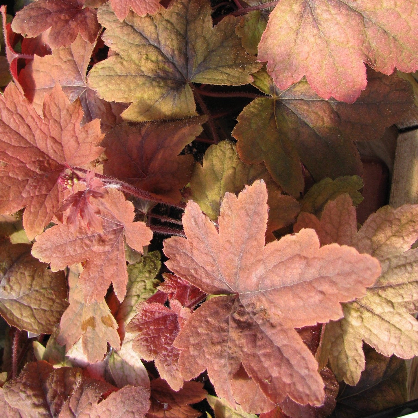 Heucherella - Sweet Tea Foamy Bells