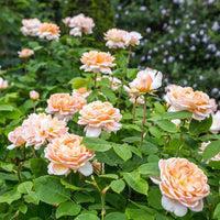 Rosa - The Lady Gardener® Rose