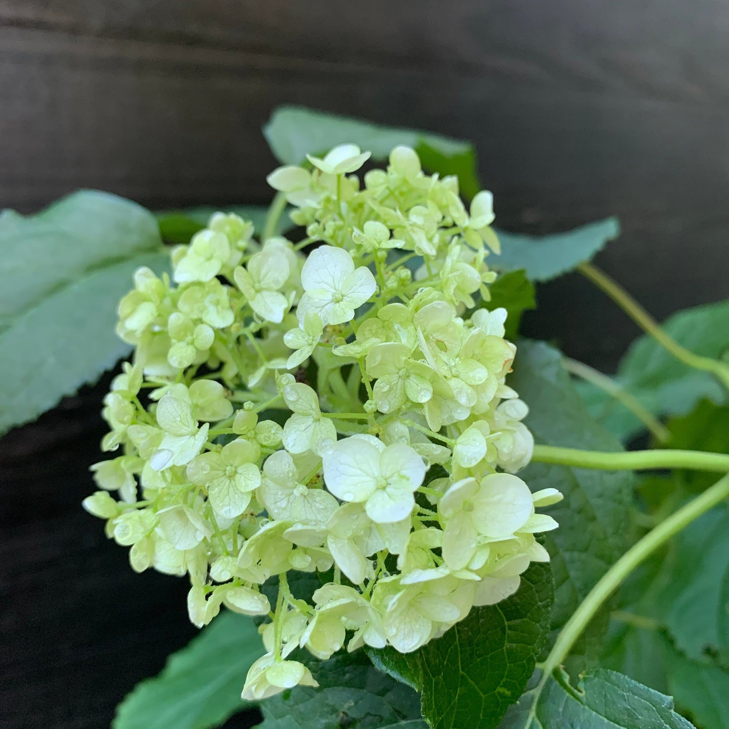 Hydrangea arborescens - Mophead Hydrangea, Annabelle Hydrangea